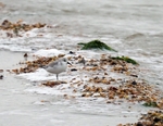 Sanderling