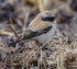 1st winter male Desert Wheatear