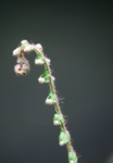 Fern   _ WOOD_023