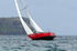 Bequia Easter Regatta_Sat am - Racing Surprise Crusing 1  2_GRW_8618