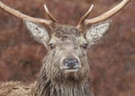 Red Deer