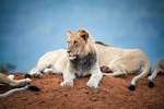 Keepin Watch (Juvenile Wild Lions)