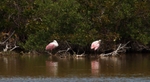 FLB021: Roseate Spoonbills