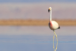 Andean Flamingo at Laguna Chaxas, Chile