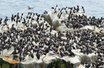 Common Guillemots