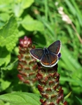 Common Blue