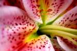 Lilly open_FL031