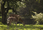Fallow Deer