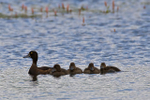 Tufted Duck (female) & ducklings