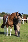 Class 29:  Ridden Native/Trad Coloured Horse portfolio