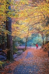 Autumn Walk
