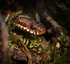 ADDER 8