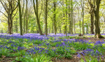 EF6A1210_Bluebell Woods