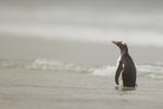 Gentoo Penguin standing in sea, Saunders Island, Falklands