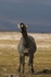 _84Y0725 Amboseli