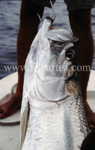 Gaffed Tarpon.