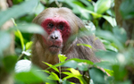Stump-tailed Macaque male