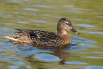 Mallard