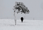 The Lonely Cow