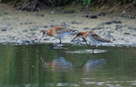 Black-tailed Godwits
