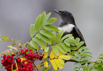 Male Ring Ouzel
