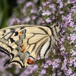 Common Swallowtail, (Papilio machaon) 