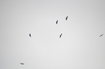 Griffon Vultures
