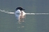 Loon 7 12 x 18
