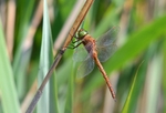 Norfolk Hawker