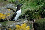 Razorbill