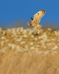 Short-eared Owl hovering, Hawling, Gloucestershire