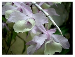 Dendrobium aphyllum