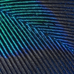 Peacock feather to show irridescence