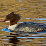 Goosander