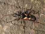 Two-banded Longhorn Beetle