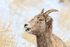 Bighorn Sheep (female) portrait side, Yellowstone