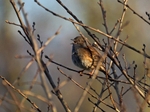 Dunnock