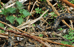 Adder