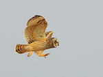Short-eared Owl showing talons, Hawling, Gloucestershire