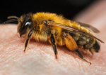 Andrena nigroaenea (f)
