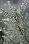 14  Frosted Pine