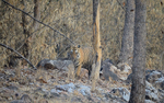 Big male tiger close to the road