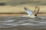 Sandhill Crane flying slow panning shot, Bosque del Apache, New Mexico