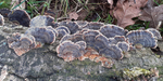 Turkey Tail
