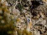 Gannet
