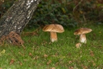 Ceps