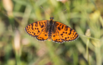 Pearl-bordered Fritillary