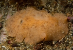 Archidoris pseudoargus