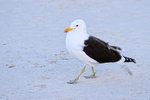 Kelp Gull (adult), Foxy Beach, South Africa