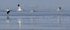 Avocet (Recurvirostra avosetta)